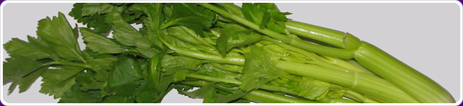 Celery