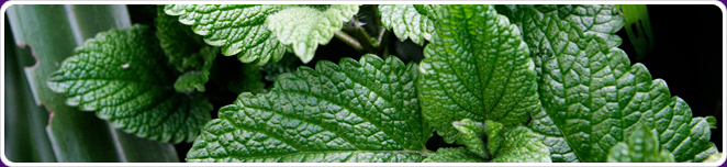 Mint