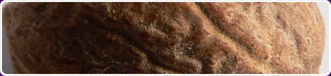 Nutmeg