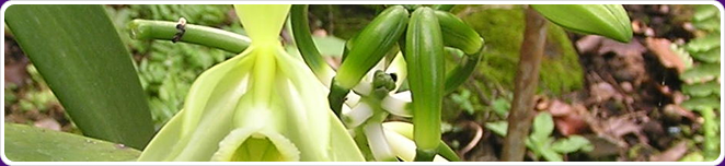 Vanilla