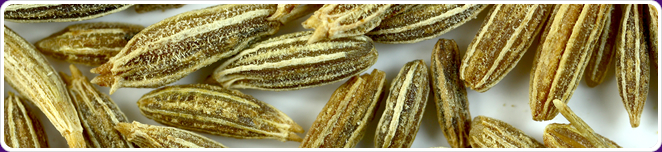 Cumin