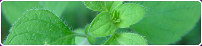 Oregano