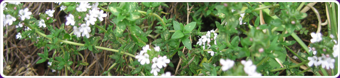 Thyme